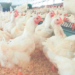Caso de influenza aviária em matrizeiro comercial no Rio Grande do Sul acende alerta; China, UE e Argentina suspendem compras de frango brasileiro, e medida preventiva atinge incubatórios em três estados