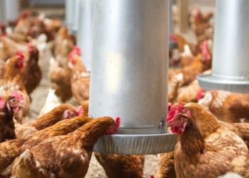China suspende compra de frango do Brasil por 60 dias após caso de gripe aviária em granja no RS. Governo investiga novos focos da doença.