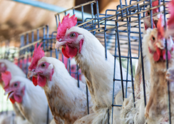 A gripe aviária pode causar desde sintomas leves até complicações graves em humanos. Saiba quais são os sintomas, o risco de morte, e o que cientistas alertam sobre o vírus H5N1.