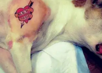 Tatuagens e piercings com finalidade estética em pets estão proibidos por lei. Norma prevê prisão de até 5 anos e perda da guarda do animal.