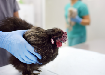 A gripe aviária não é transmitida entre humanos, mas mutações do vírus H5N1 elevam risco de pandemia. Instituto Butantan desenvolve vacina e esclarece dúvidas sobre consumo de frango, sintomas e prevenção.