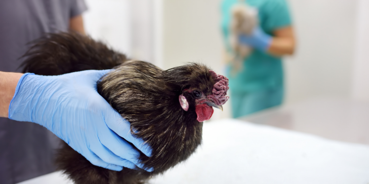 A gripe aviária não é transmitida entre humanos, mas mutações do vírus H5N1 elevam risco de pandemia. Instituto Butantan desenvolve vacina e esclarece dúvidas sobre consumo de frango, sintomas e prevenção.