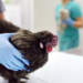 A gripe aviária não é transmitida entre humanos, mas mutações do vírus H5N1 elevam risco de pandemia. Instituto Butantan desenvolve vacina e esclarece dúvidas sobre consumo de frango, sintomas e prevenção.