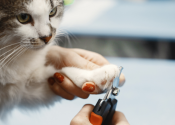 Saiba por que é importante cortar as unhas dos gatos e como fazer isso da forma correta. Medida previne dores, infecções e arranhões, e melhora a qualidade de vida dos felinos.