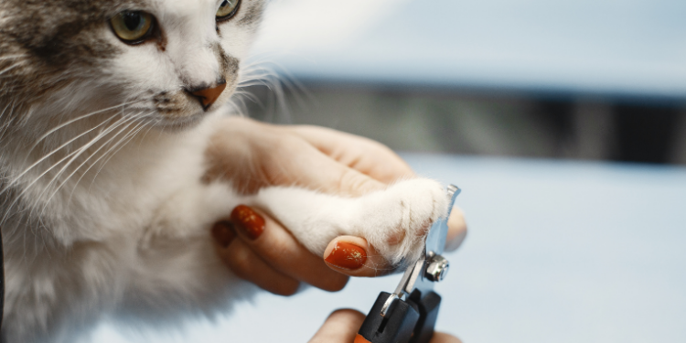 Saiba por que é importante cortar as unhas dos gatos e como fazer isso da forma correta. Medida previne dores, infecções e arranhões, e melhora a qualidade de vida dos felinos.