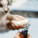 Saiba por que é importante cortar as unhas dos gatos e como fazer isso da forma correta. Medida previne dores, infecções e arranhões, e melhora a qualidade de vida dos felinos.