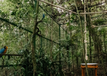 Quatro araras-canindés chegam ao Parque Nacional da Tijuca para iniciar aclimatação antes da soltura na natureza. Projeto busca recuperar espécie extinta há mais de 200 anos no Rio de Janeiro.