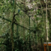 Quatro araras-canindés chegam ao Parque Nacional da Tijuca para iniciar aclimatação antes da soltura na natureza. Projeto busca recuperar espécie extinta há mais de 200 anos no Rio de Janeiro.