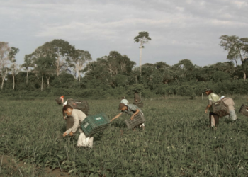 Resolução publicada pelo Banco Central reduz limite de enquadramento, aumenta indenizações e busca tornar o programa mais acessível à agricultura familiar