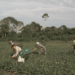 Resolução publicada pelo Banco Central reduz limite de enquadramento, aumenta indenizações e busca tornar o programa mais acessível à agricultura familiar