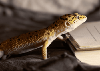 Aranhas, lagartixas, centopeias, louva-a-deus e até gatos são aliados valiosos contra insetos e roedores. Veja como eles mantêm sua casa livre de pragas.