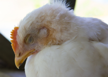 Casos suspeitos de gripe aviária no Brasil sobem de 6 para 10, segundo o Ministério da Agricultura. Todos os casos investigados envolvem aves domésticas ou silvestres, sem impacto sobre granjas comerciais.