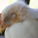 Casos suspeitos de gripe aviária no Brasil sobem de 6 para 10, segundo o Ministério da Agricultura. Todos os casos investigados envolvem aves domésticas ou silvestres, sem impacto sobre granjas comerciais.