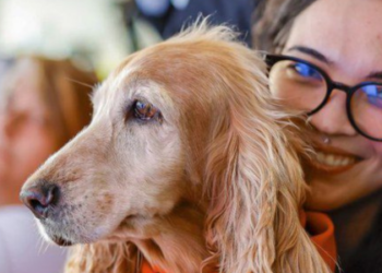 Mais de 620 mil cães e gatos já estão cadastrados no SinPatinhas, o RG Animal nacional. Veja como emitir a carteirinha com QR Code e entender os benefícios para você e seu pet.