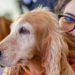 Mais de 620 mil cães e gatos já estão cadastrados no SinPatinhas, o RG Animal nacional. Veja como emitir a carteirinha com QR Code e entender os benefícios para você e seu pet.