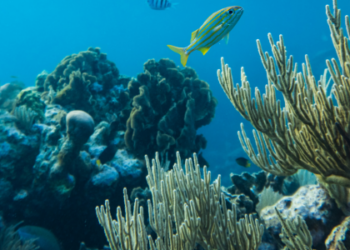 Lula assina decreto que cria a ProCoral, estratégia nacional para proteger e recuperar recifes de coral no Brasil. Medida integra pacote ambiental de R$ 825 milhões.