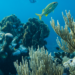 Lula assina decreto que cria a ProCoral, estratégia nacional para proteger e recuperar recifes de coral no Brasil. Medida integra pacote ambiental de R$ 825 milhões.