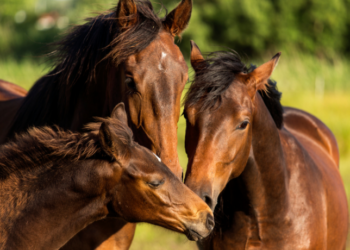 Rações contaminadas da Nutratta Nutrição Animal causaram a morte de mais de 240 cavalos em quatro estados. Ministério da Agricultura investiga falhas e tenta barrar produção via Justiça.