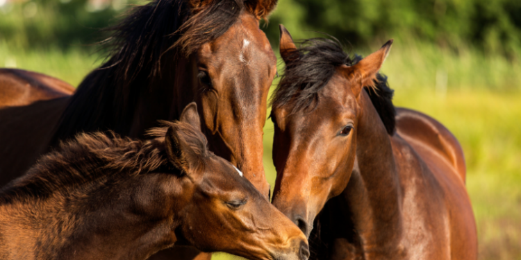 Rações contaminadas da Nutratta Nutrição Animal causaram a morte de mais de 240 cavalos em quatro estados. Ministério da Agricultura investiga falhas e tenta barrar produção via Justiça.