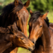 Rações contaminadas da Nutratta Nutrição Animal causaram a morte de mais de 240 cavalos em quatro estados. Ministério da Agricultura investiga falhas e tenta barrar produção via Justiça.
