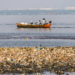 Pescadores e catadores retiram mais de 46 toneladas de lixo das baías de Guanabara e Sepetiba, no Rio de Janeiro, em ação da ONG Guardiões do Mar com apoio da Transpetro. Projeto alia limpeza ambiental e geração de renda para comunidades tradicionais.