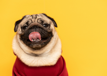 Sonhar com cachorro geralmente representa lealdade, amizades verdadeiras, sucesso profissional e soluções afetivas. Veja os significados de acordo com cada tipo de sonho.