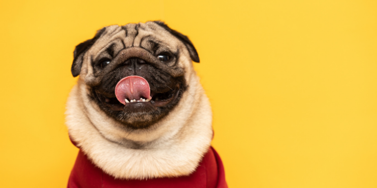 Sonhar com cachorro geralmente representa lealdade, amizades verdadeiras, sucesso profissional e soluções afetivas. Veja os significados de acordo com cada tipo de sonho.