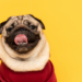 Sonhar com cachorro geralmente representa lealdade, amizades verdadeiras, sucesso profissional e soluções afetivas. Veja os significados de acordo com cada tipo de sonho.