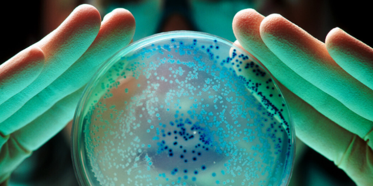 Cientistas identificam o gene npmA2 em bactérias resistentes a antibióticos do tipo aminoglicosídeo. Presente em diversos países, o gene ameaça tornar infecções graves quase incuráveis.