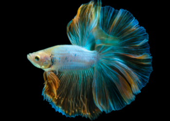 Sonhar com peixe traz mensagens positivas como estabilidade financeira e saúde. Veja o que significa sonhar com peixes nadando, pescaria, peixe dourado, anzol e mais.