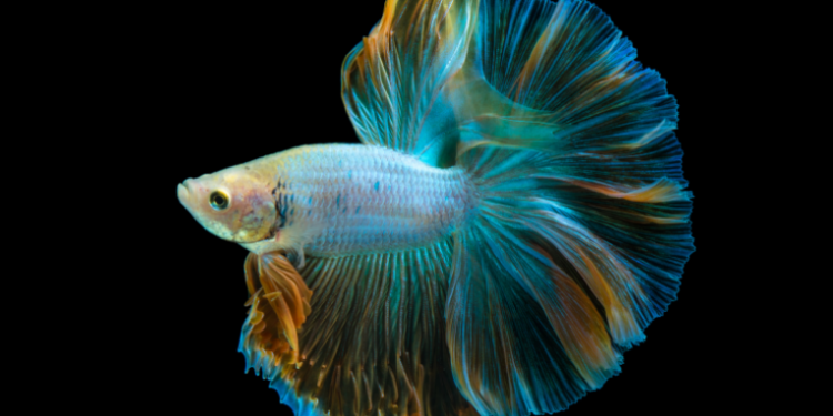 Sonhar com peixe traz mensagens positivas como estabilidade financeira e saúde. Veja o que significa sonhar com peixes nadando, pescaria, peixe dourado, anzol e mais.