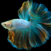 Sonhar com peixe traz mensagens positivas como estabilidade financeira e saúde. Veja o que significa sonhar com peixes nadando, pescaria, peixe dourado, anzol e mais.