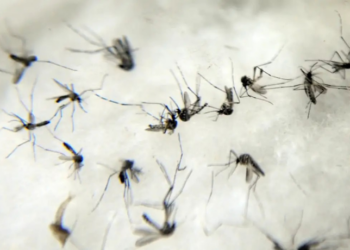 A OMS emitiu um alerta internacional sobre a ameaça de uma nova epidemia de chikungunya, com risco para mais de 5 bilhões de pessoas. Especialistas pedem medidas imediatas para evitar um surto global.