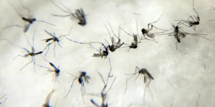 A OMS emitiu um alerta internacional sobre a ameaça de uma nova epidemia de chikungunya, com risco para mais de 5 bilhões de pessoas. Especialistas pedem medidas imediatas para evitar um surto global.
