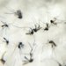 A OMS emitiu um alerta internacional sobre a ameaça de uma nova epidemia de chikungunya, com risco para mais de 5 bilhões de pessoas. Especialistas pedem medidas imediatas para evitar um surto global.