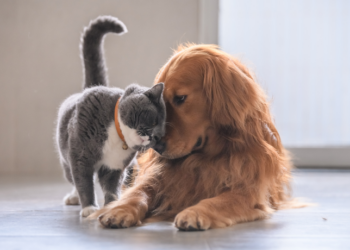 Descubra como criar roupinhas de frio para pets em casa, de forma simples e sem costura, usando camisetas e blusas reaproveitadas. Dicas práticas para manter seu cachorro aquecido e confortável neste inverno.