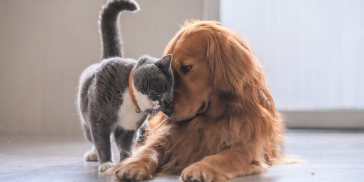 Descubra como criar roupinhas de frio para pets em casa, de forma simples e sem costura, usando camisetas e blusas reaproveitadas. Dicas práticas para manter seu cachorro aquecido e confortável neste inverno.