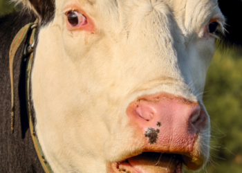 Carne bovina atinge preços recordes nos EUA em 2025 com libra a US$ 6,12. Entenda os fatores climáticos, econômicos e comerciais por trás da alta.