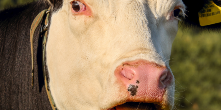Carne bovina atinge preços recordes nos EUA em 2025 com libra a US$ 6,12. Entenda os fatores climáticos, econômicos e comerciais por trás da alta.
