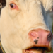 Carne bovina atinge preços recordes nos EUA em 2025 com libra a US$ 6,12. Entenda os fatores climáticos, econômicos e comerciais por trás da alta.