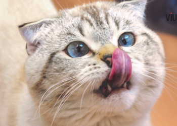 Gatos são discretos, mas demonstram amor de formas únicas. Saiba como identificar 7 sinais de que seu gato confia e gosta de você.