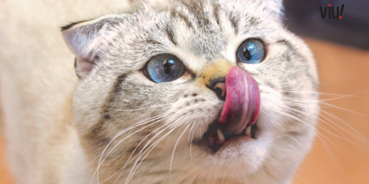 Gatos são discretos, mas demonstram amor de formas únicas. Saiba como identificar 7 sinais de que seu gato confia e gosta de você.