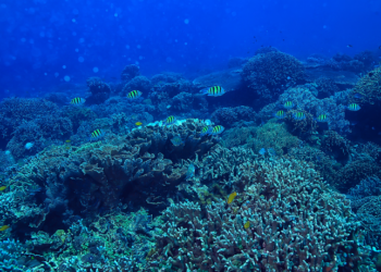 Estudo revela que a combinação de três fenômenos climáticos extremos está se tornando frequente no Atlântico Sul e Equatorial, impactando ecossistemas marinhos, atividades pesqueiras e a segurança alimentar de milhões de pessoas.