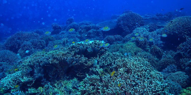 Estudo revela que a combinação de três fenômenos climáticos extremos está se tornando frequente no Atlântico Sul e Equatorial, impactando ecossistemas marinhos, atividades pesqueiras e a segurança alimentar de milhões de pessoas.