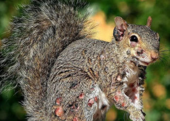 Esquilos cinzentos com verrugas cheias de pus têm sido avistados nos EUA e Canadá. Especialistas indicam fibromatose de esquilo como provável causa e orientam não manipular os animais.