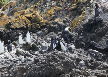 O Instituto de Pesquisas Cananéia (IPeC) registrou mais de 350 pinguins-de-magalhães mortos na Ilha Comprida, litoral de São Paulo, em apenas quatro dias. Hipóteses incluem efeitos da migração, escassez de alimento e pesca.