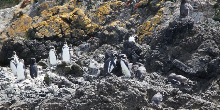 O Instituto de Pesquisas Cananéia (IPeC) registrou mais de 350 pinguins-de-magalhães mortos na Ilha Comprida, litoral de São Paulo, em apenas quatro dias. Hipóteses incluem efeitos da migração, escassez de alimento e pesca.