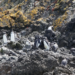 O Instituto de Pesquisas Cananéia (IPeC) registrou mais de 350 pinguins-de-magalhães mortos na Ilha Comprida, litoral de São Paulo, em apenas quatro dias. Hipóteses incluem efeitos da migração, escassez de alimento e pesca.