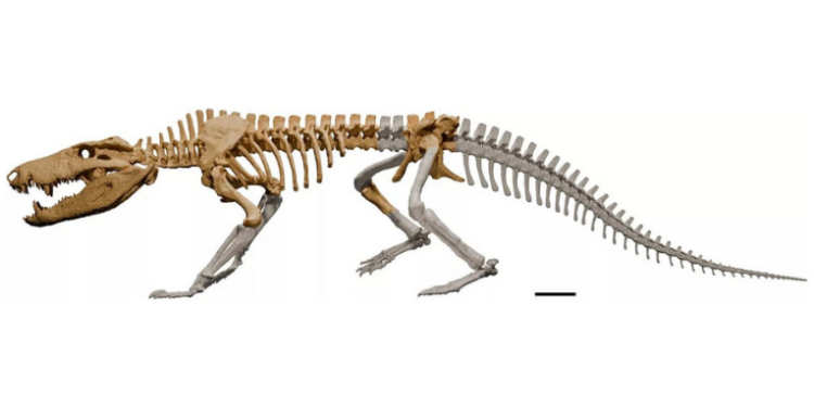 Pesquisadores descobrem na Patagônia argentina o fóssil de uma nova espécie de crocodilomorfo, o Kostensuchus atrox, que viveu há 70 milhões de anos e pesava cerca de 250 kg. O achado amplia o conhecimento sobre os predadores do Cretáceo.