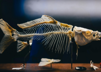 Pesquisadores da Uerj e do Museu Nacional/UFRJ identificam nova espécie de peixe pré-histórico na Antártida. Descoberta revela detalhes sobre a biodiversidade e o clima da região há milhões de anos.